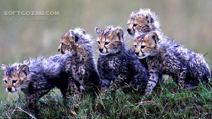 دانلود African Cats - دانلود مستند گربه سانان - سافت گذر