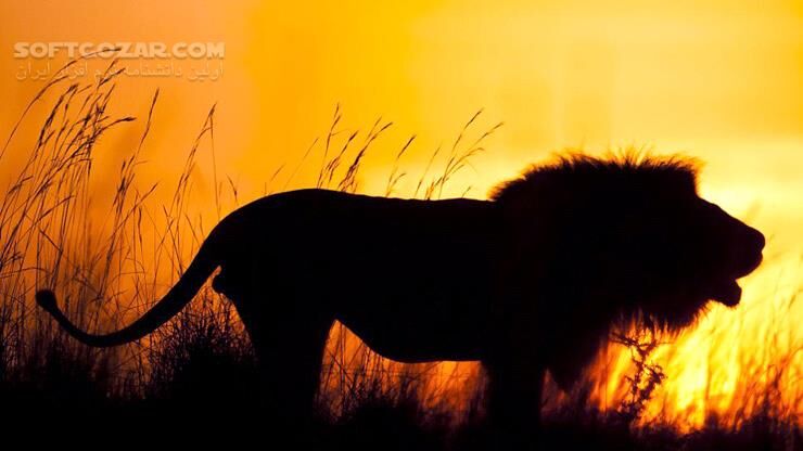 دانلود African Cats - دانلود مستند گربه سانان - سافت گذر