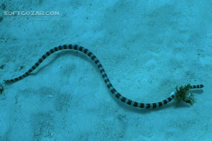 دانلود Atlantis - دانلود مستند آتلانتیس - سافت گذر