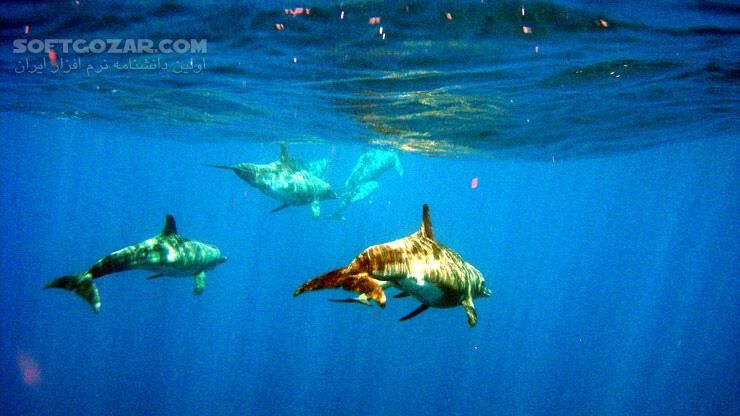 دانلود Deep Blue - دانلود مستند دریاها و اقیانوس ها - سافت گذر