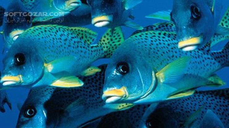 دانلود Deep Blue - دانلود مستند دریاها و اقیانوس ها - سافت گذر