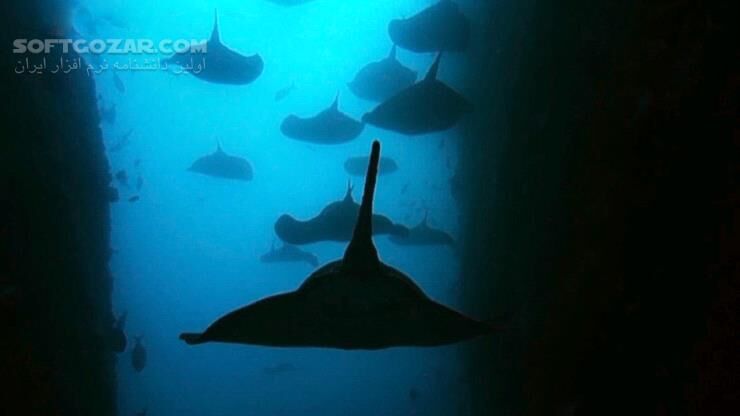 دانلود Deep Blue - دانلود مستند دریاها و اقیانوس ها - سافت گذر