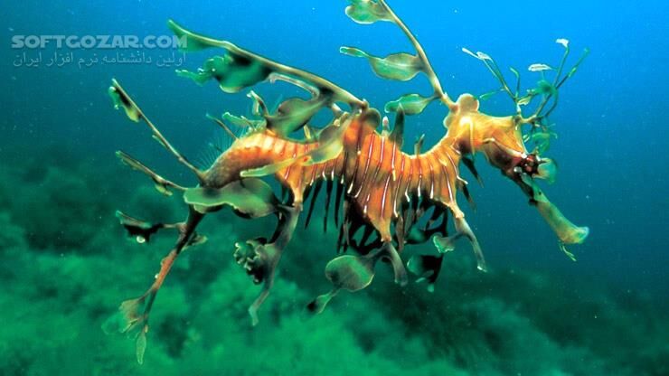 دانلود Deep Blue - دانلود مستند دریاها و اقیانوس ها - سافت گذر