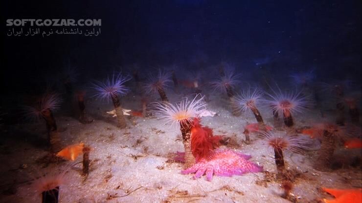 دانلود Deep Sea - دانلود مستند اعماق دریا - سافت گذر