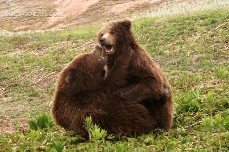 دانلود Land of the Bears - دانلود مستند خرس ها - سافت گذر