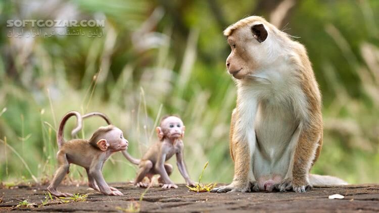 دانلود Monkey Kingdom - دانلود مستند قلمرو میمون ها - سافت گذر