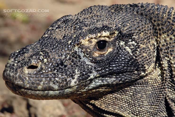 دانلود National Geographic Killer Dragons - دانلود مستند اژدهاهای مرگبار - سافت گذر