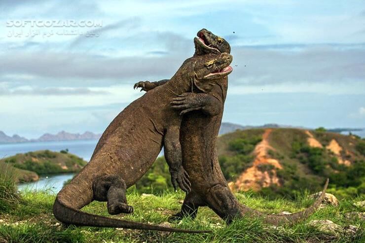 دانلود National Geographic Killer Dragons - دانلود مستند اژدهاهای مرگبار - سافت گذر