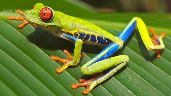 دانلود Planet Earth - The Complete Series by David Attenborough - دانلود مستند سیاره زمین - سافت گذر