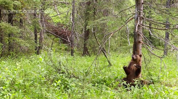 دانلود Planet Earth II - دانلود مستند سیاره زمین 2 با کیفیت عالی - سافت گذر