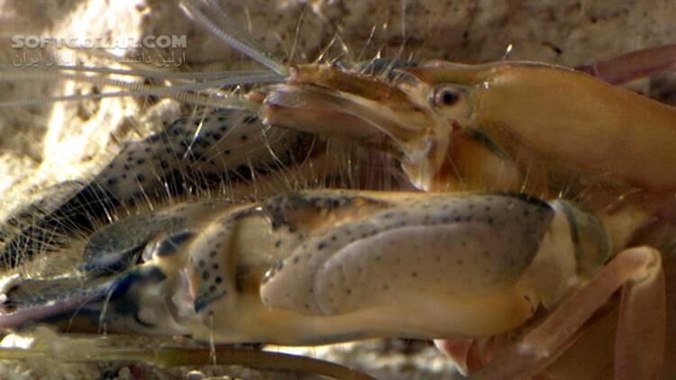 دانلود Richard Hammond