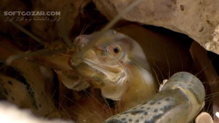 دانلود Richard Hammond