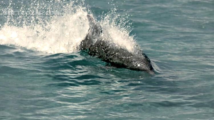 دانلود Richard Hammond