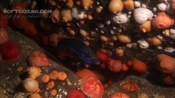 دانلود Secrets of the North Sea - دانلود مستند دریاها و اقیانوس ها - سافت گذر
