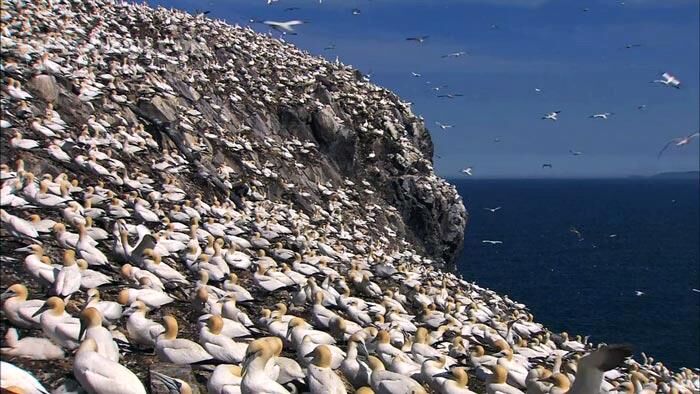 دانلود Secrets of the North Sea - دانلود مستند دریاها و اقیانوس ها - سافت گذر