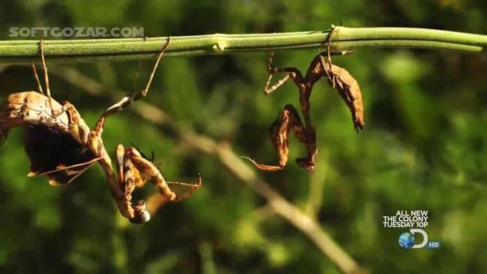 دانلود Speed of Life Documentary - دانلود مستند حیات وحش از دیسکاوری - سافت گذر