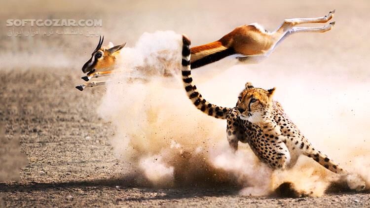 دانلود The Hunt - دانلود مستند شکار در حیات وحش - سافت گذر