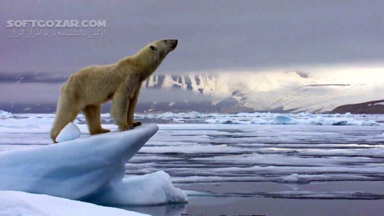 دانلود The Hunt - دانلود مستند شکار در حیات وحش - سافت گذر