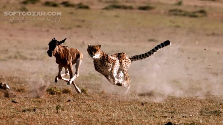 دانلود The Hunt - دانلود مستند شکار در حیات وحش - سافت گذر