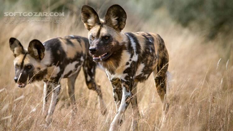 دانلود The Hunt - دانلود مستند شکار در حیات وحش - سافت گذر