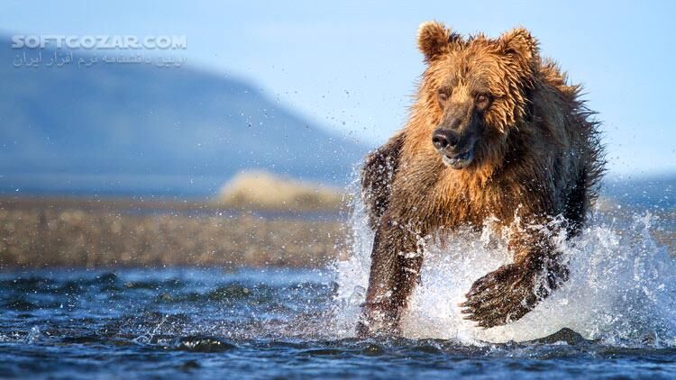 دانلود The Hunt - دانلود مستند شکار در حیات وحش - سافت گذر