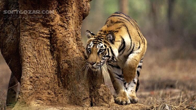 دانلود The Hunt - دانلود مستند شکار در حیات وحش - سافت گذر