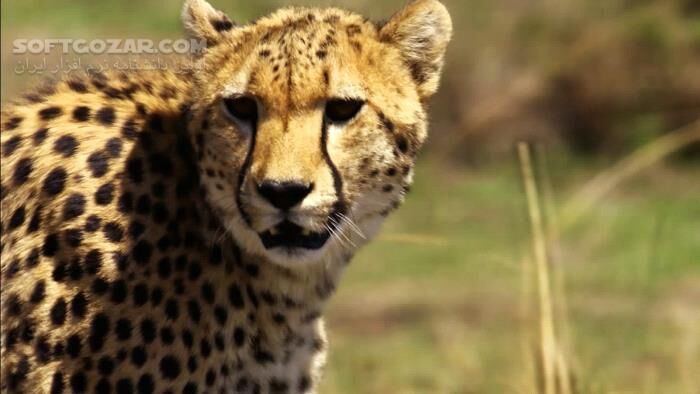 دانلود مستند زندگی پنهان گربه‌سانان با دوبله فارسی - دانلود مستند گربه‌سانان - سافت گذر