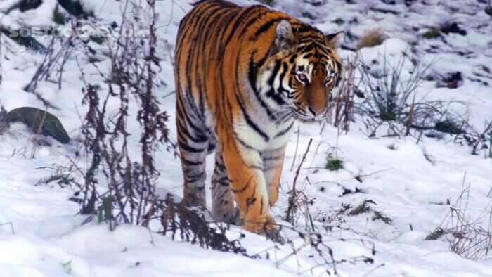 دانلود مستند زندگی پنهان گربه‌سانان با دوبله فارسی - دانلود مستند گربه‌سانان - سافت گذر