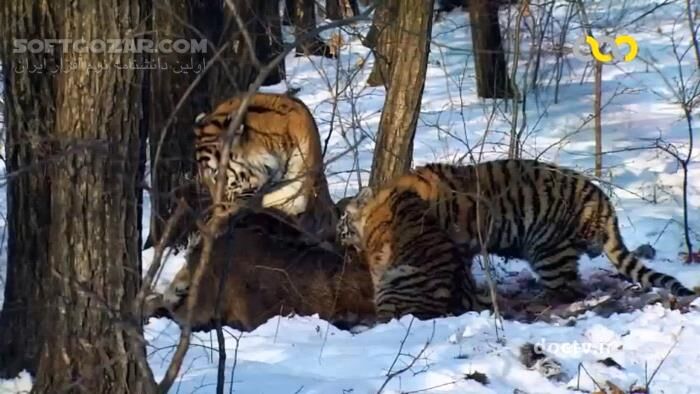 دانلود مستند زندگی پنهان گربه‌سانان با دوبله فارسی - دانلود مستند گربه‌سانان - سافت گذر