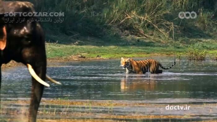 دانلود مستند زندگی پنهان گربه‌سانان با دوبله فارسی - دانلود مستند گربه‌سانان - سافت گذر