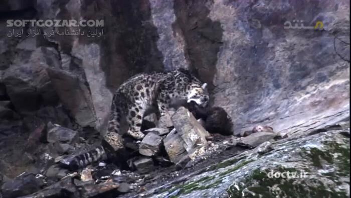 دانلود مستند زندگی پنهان گربه‌سانان با دوبله فارسی - دانلود مستند گربه‌سانان - سافت گذر