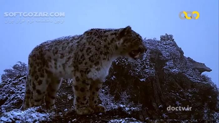 دانلود مستند زندگی پنهان گربه‌سانان با دوبله فارسی - دانلود مستند گربه‌سانان - سافت گذر