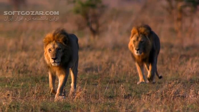 دانلود Wild Killer Shots Lion Stalke - دانلود مستند زندگی و شکار شیرها - سافت گذر