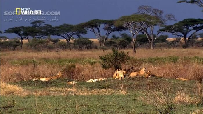 دانلود Wild Killer Shots Lion Stalke - دانلود مستند زندگی و شکار شیرها - سافت گذر