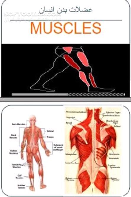 دانلود اجزای سازنده‌ بدن انسان - دانلود کتاب عضلات بدن انسان - سافت گذر